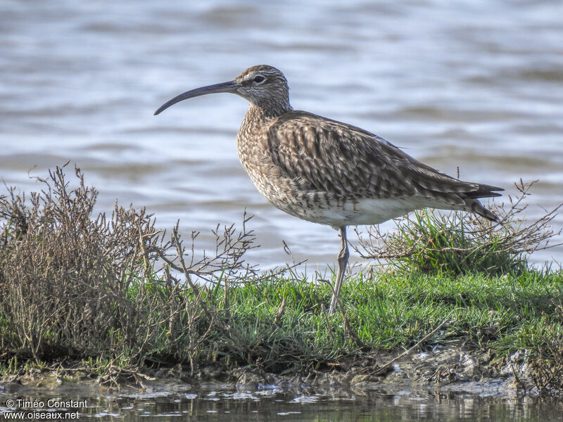 Eurasian Whimbreladult, identification, aspect, pigmentation