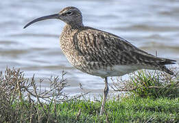 Eurasian Whimbrel