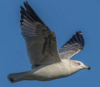 Ring-billed Gull