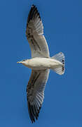 Ring-billed Gull