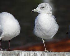 Ring-billed Gull