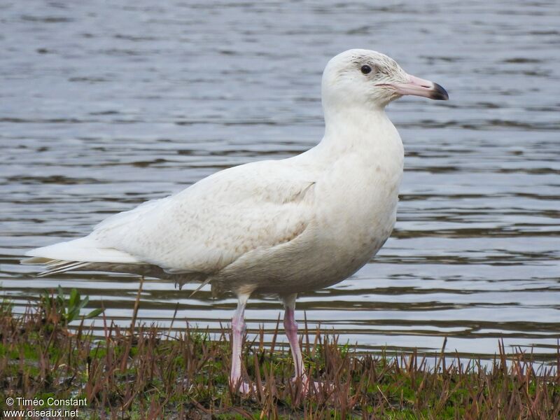 Glaucous GullSecond year, identification, aspect, walking