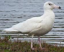 Glaucous Gull