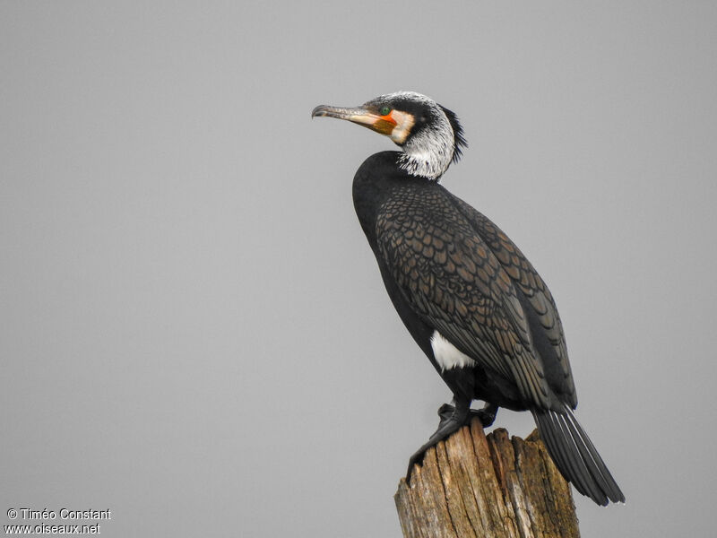 Grand Cormoranadulte nuptial, identification, composition, pigmentation