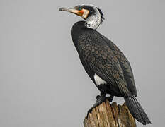 Great Cormorant