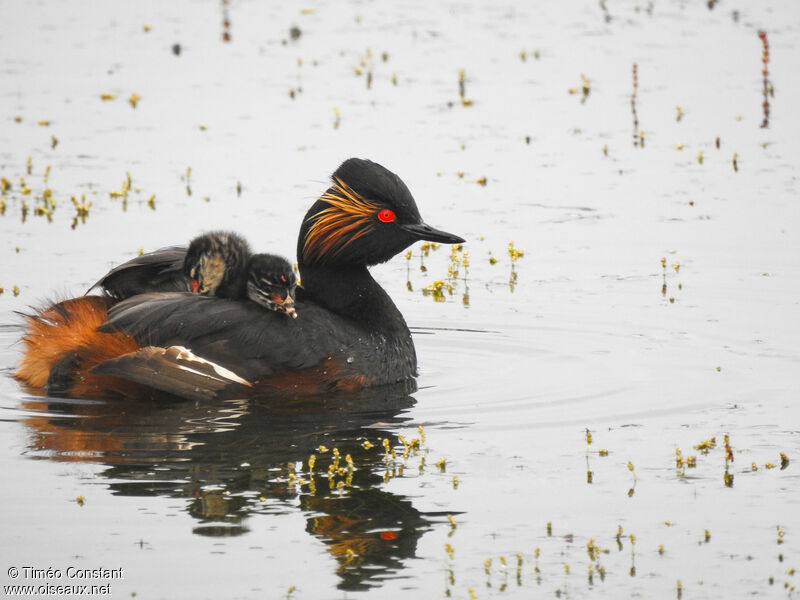 Black-necked Grebe, identification, moulting, aspect, pigmentation, swimming, Reproduction-nesting