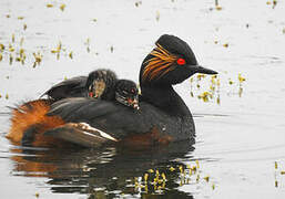 Black-necked Grebe