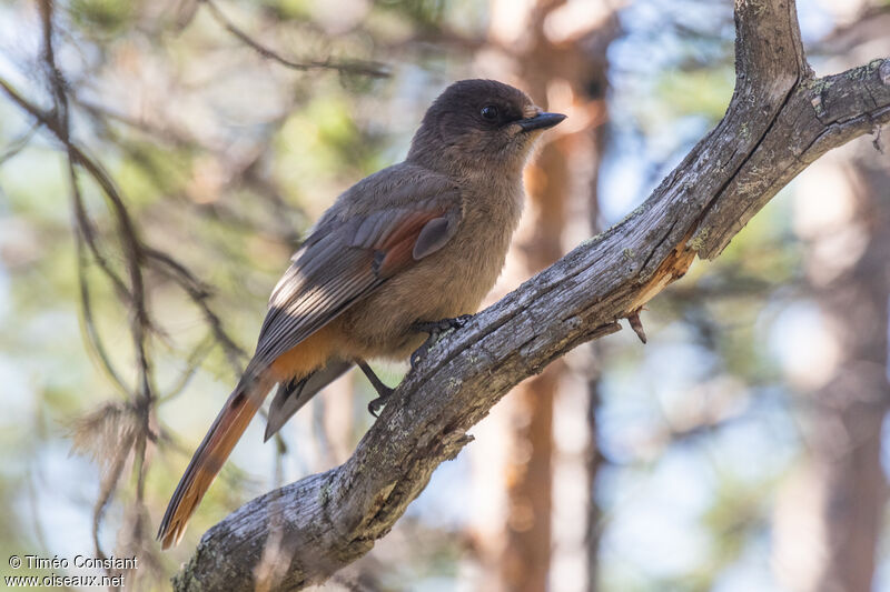 Siberian Jay, identification, aspect, camouflage