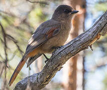 Siberian Jay