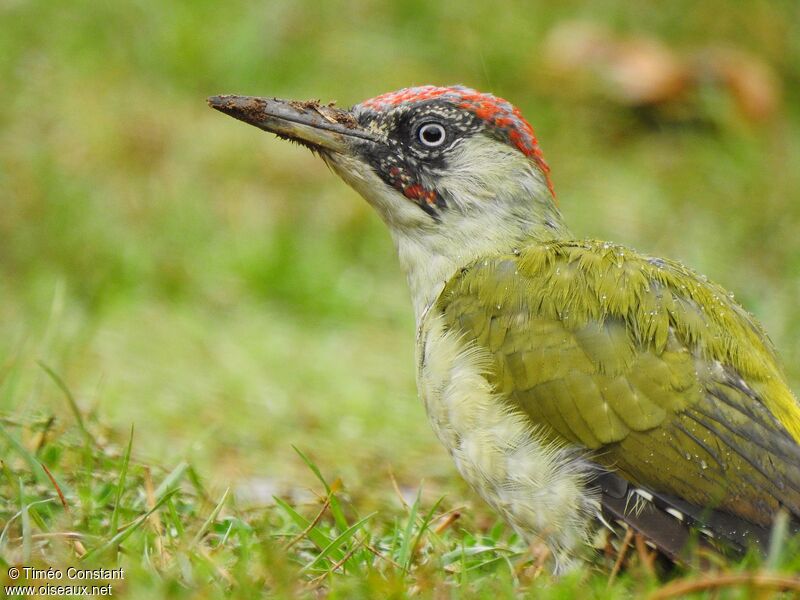 European Green Woodpecker male immature, close-up portrait, moulting, aspect, pigmentation