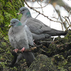 Pigeon colombin