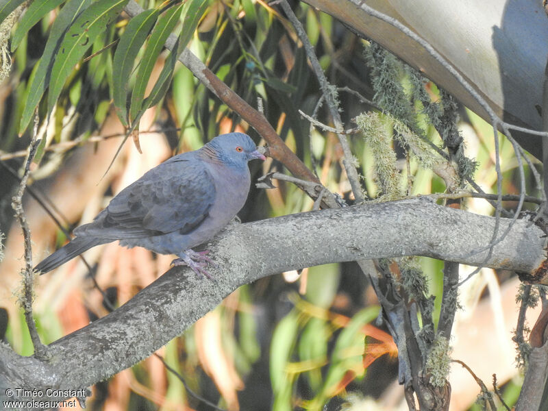 Pigeon de Bolle, identification, composition, pigmentation