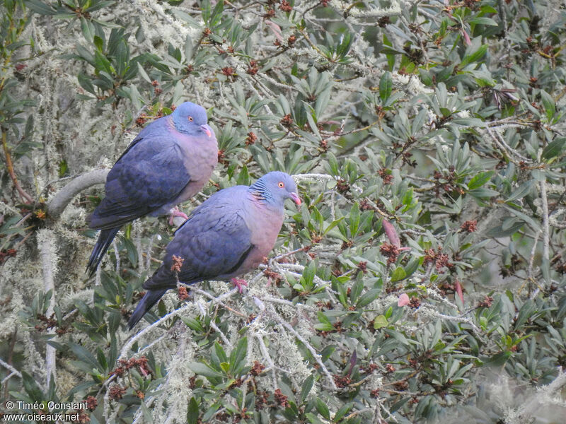 Pigeon de Bolle, habitat, composition, pigmentation