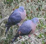 Pigeon de Bolle