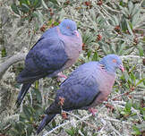 Pigeon de Bolle