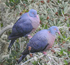 Pigeon de Bolle