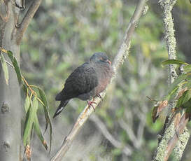 Pigeon de Bolle