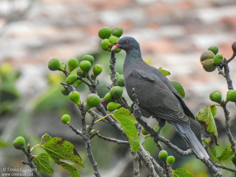 Pigeon des lauriersadulte, identification, composition, pigmentation, régime