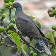 Pigeon des lauriers