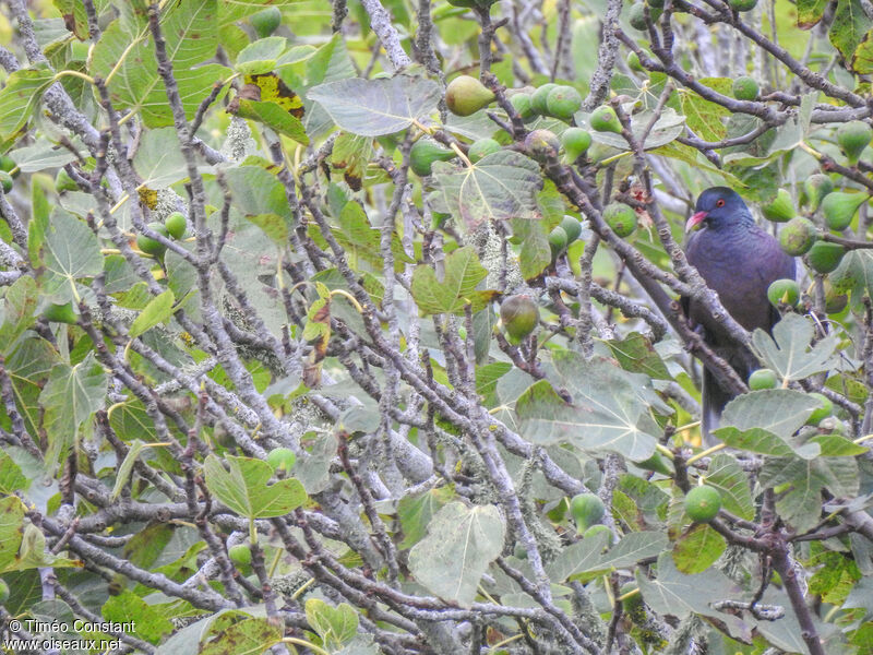 Pigeon des lauriers, habitat, pigmentation, régime