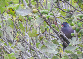 Pigeon des lauriers