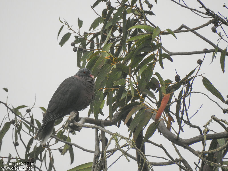 Pigeon des lauriersadulte, habitat