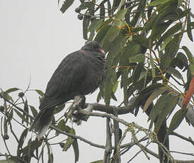 Pigeon des lauriers