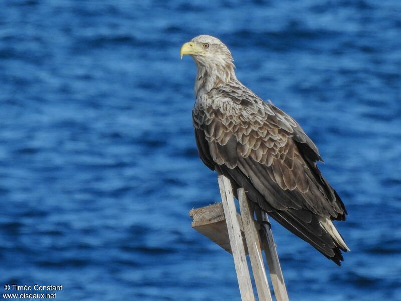 White-tailed Eagleadult, identification, aspect, pigmentation