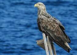 White-tailed Eagle