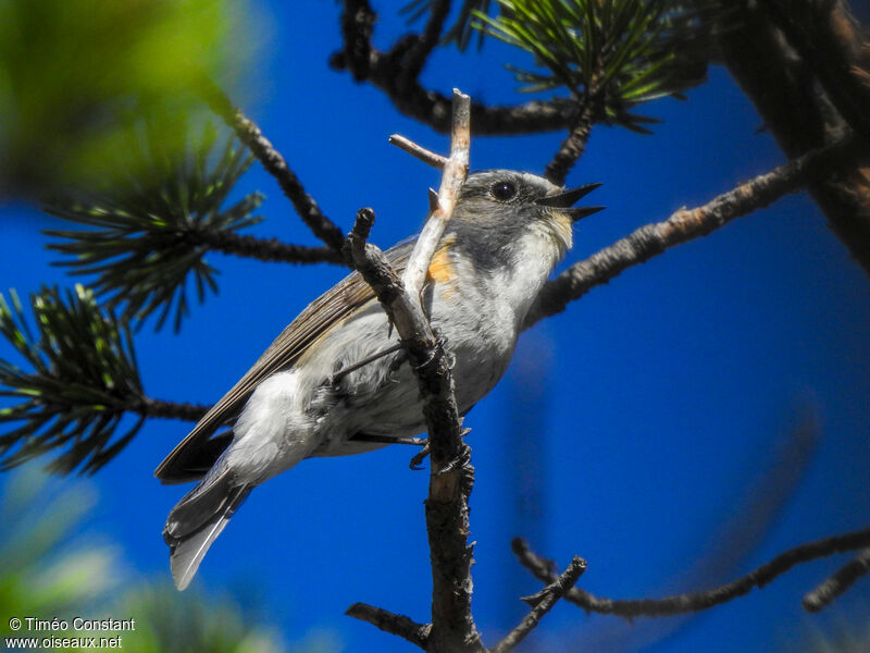 Red-flanked Bluetail male adult breeding, identification, aspect, pigmentation, song