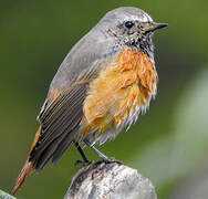 Common Redstart