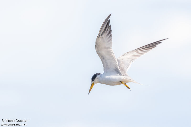 Yellow-billed Ternadult post breeding, aspect, Flight