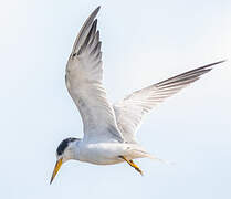 Yellow-billed Tern