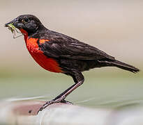 Red-breasted Meadowlark