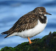 Ruddy Turnstone