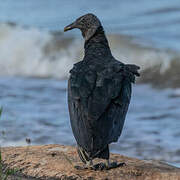 Black Vulture