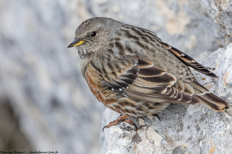 Alpine Accentor