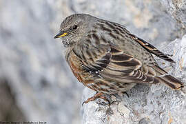 Alpine Accentor