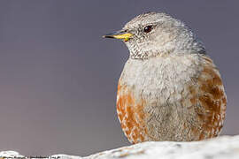 Alpine Accentor