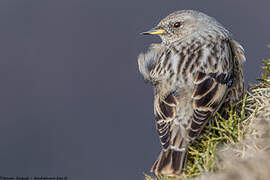 Alpine Accentor