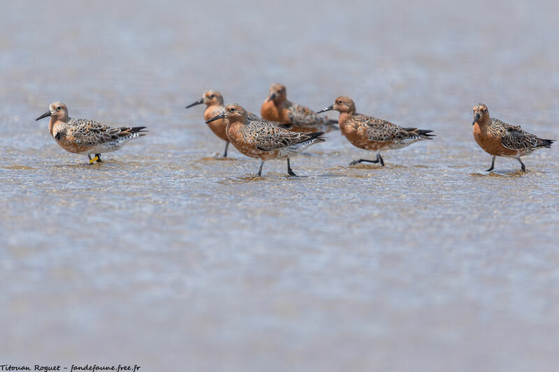 Red Knot