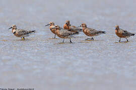 Red Knot