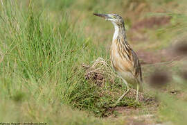 Squacco Heron