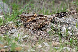 Red-necked Nightjar