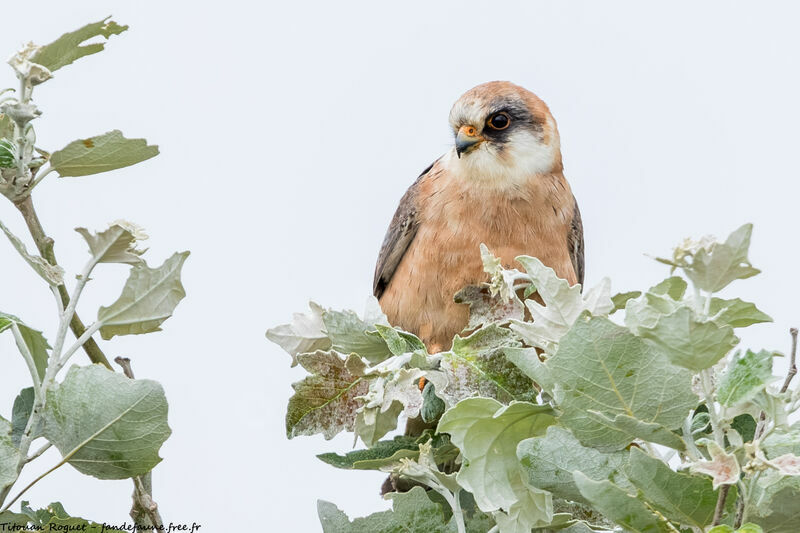 Red-footed Falcon