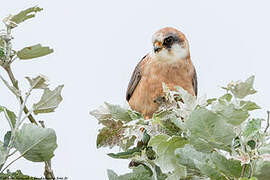 Red-footed Falcon