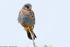 Red-footed Falcon