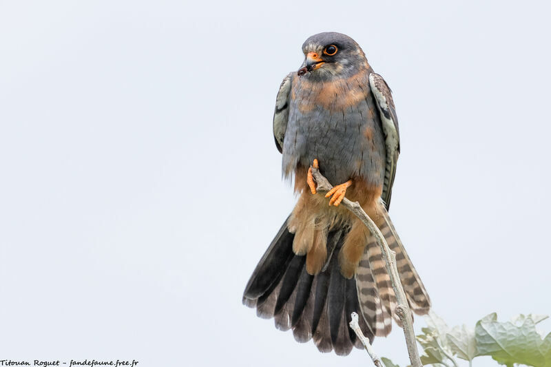 Red-footed Falcon