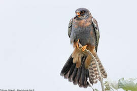 Red-footed Falcon