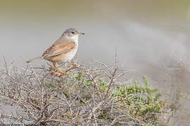 Spectacled Warbler